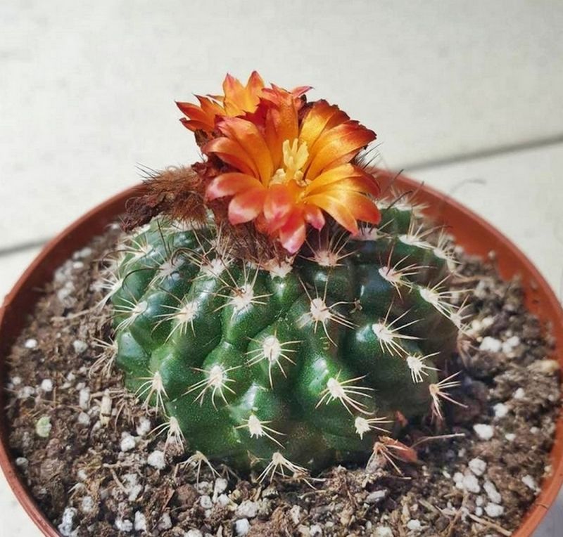 A photo of Parodia comarapana