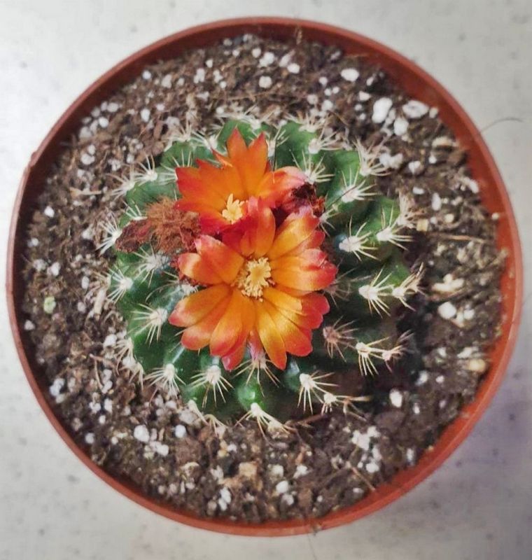 A photo of Parodia comarapana