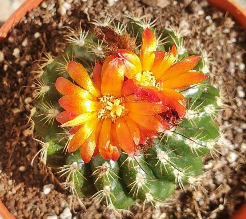 A photo of Parodia comarapana