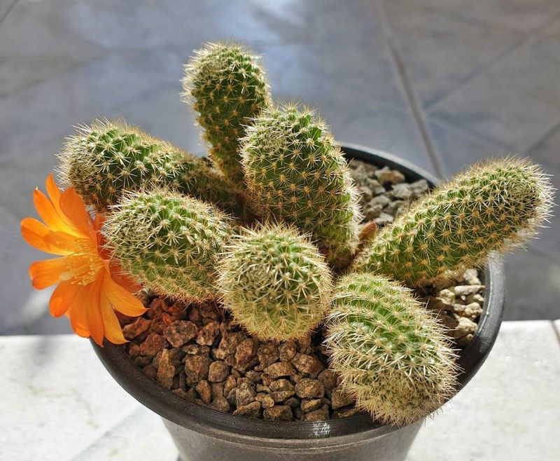Una foto de Rebutia fabrisii