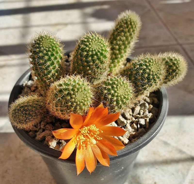 Una foto de Rebutia fabrisii
