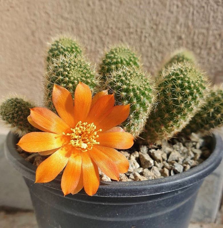 Una foto de Rebutia fabrisii