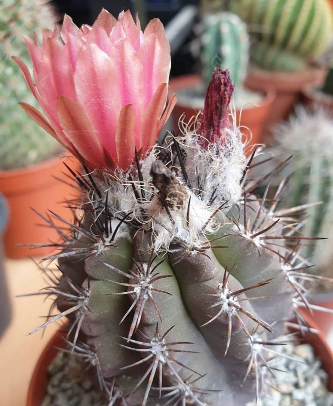 Foto de un cactus que se está identificando actualmente