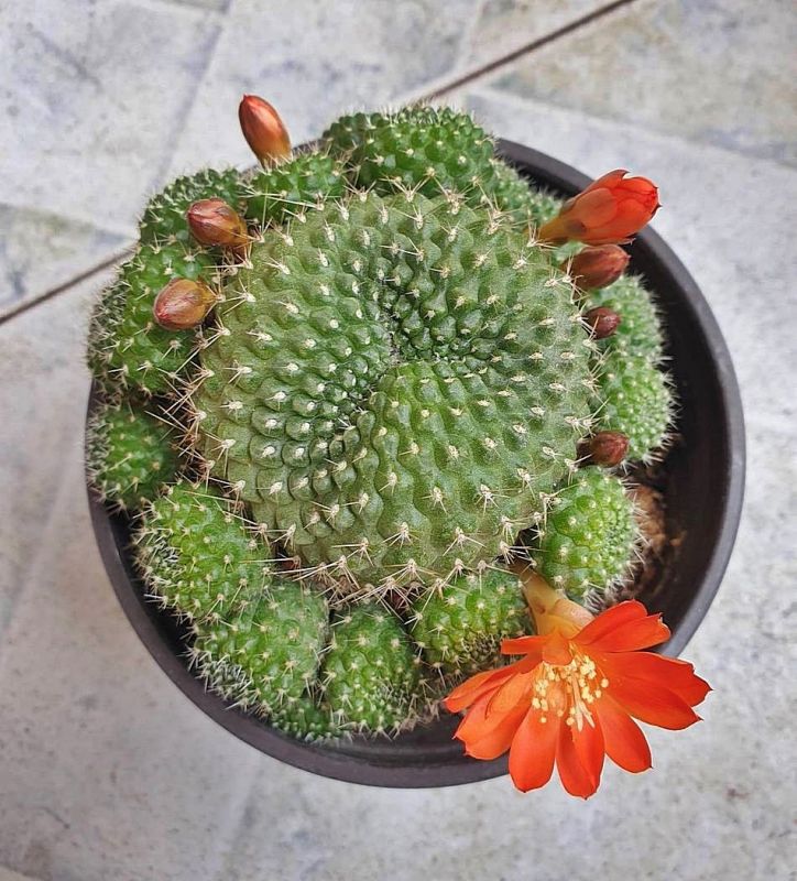 Foto de un cactus que se está identificando actualmente