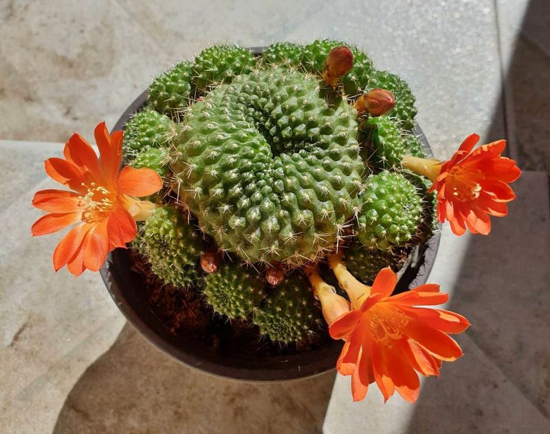Foto de un cactus que se está identificando actualmente