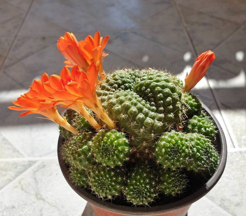 Foto de un cactus que se está identificando actualmente