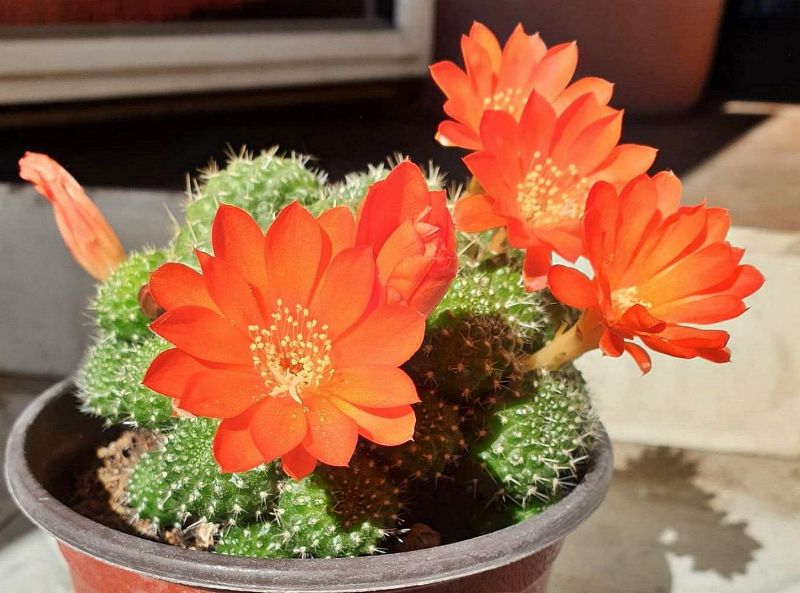 Foto de un cactus que se está identificando actualmente