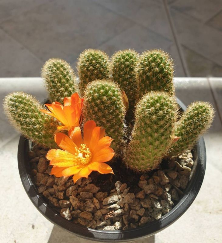 Una foto de Rebutia fabrisii