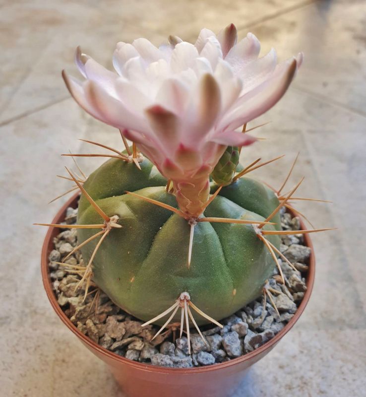 Una foto de Gymnocalycium eurypleurum