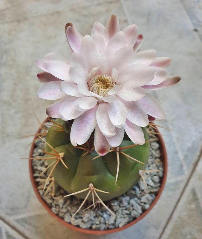 Una foto de Gymnocalycium eurypleurum