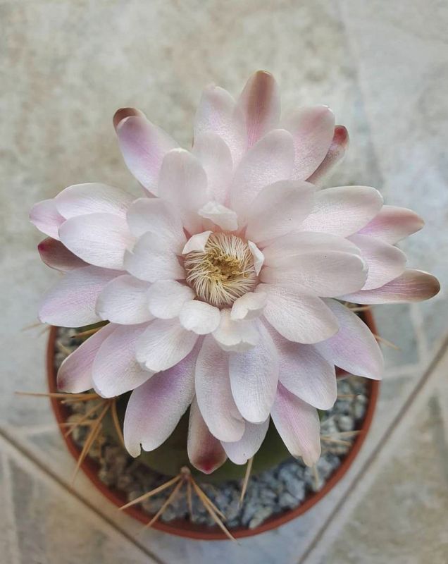 Una foto de Gymnocalycium eurypleurum