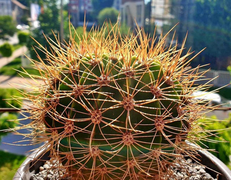 Photo of a cactus currently being identified