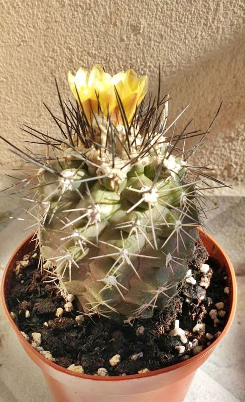 Una foto de Copiapoa humilis