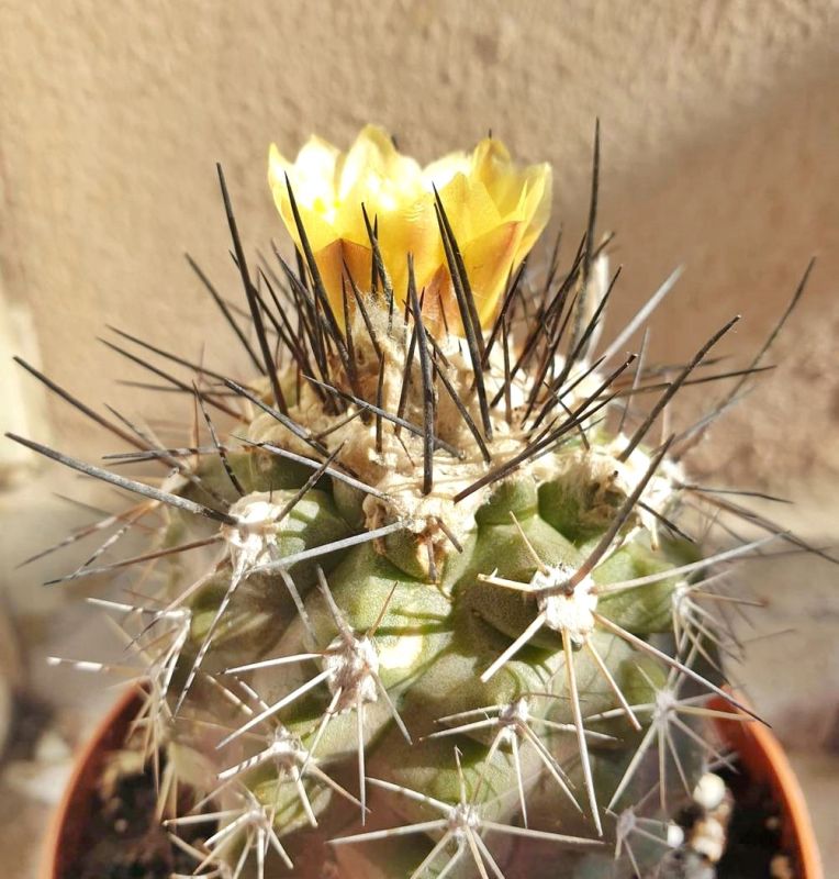 Una foto de Copiapoa humilis
