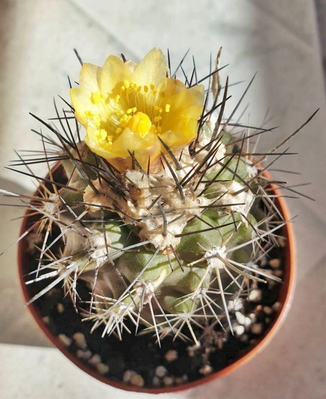 Una foto de Copiapoa humilis