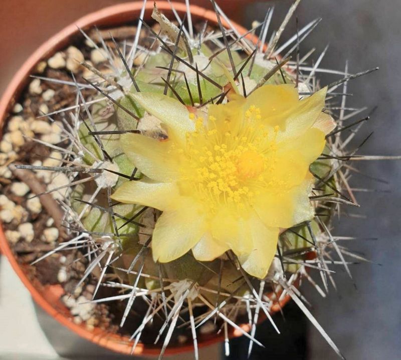 Una foto de Copiapoa humilis
