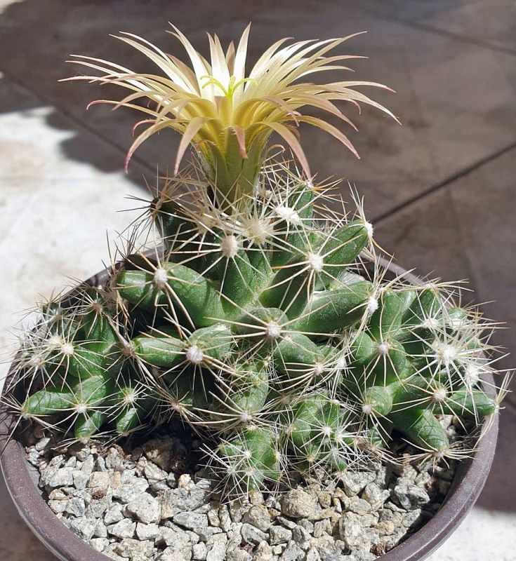 Una foto de Escobaria missouriensis