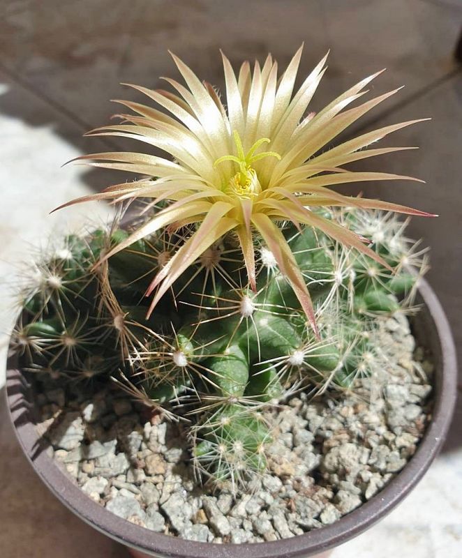 Una foto de Escobaria missouriensis