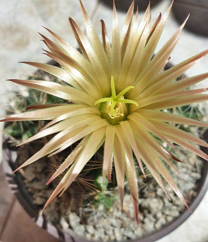Una foto de Escobaria missouriensis
