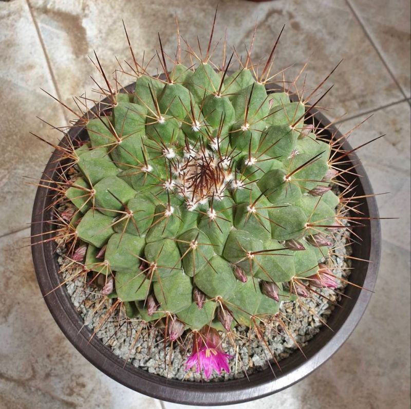 Foto de un cactus que se está identificando actualmente