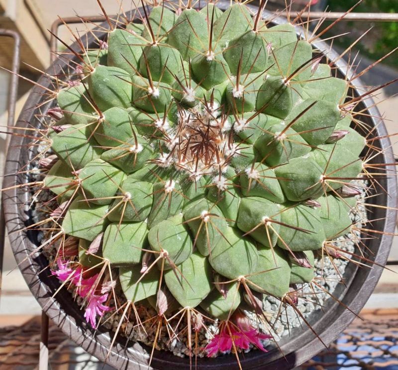 Foto de un cactus que se está identificando actualmente
