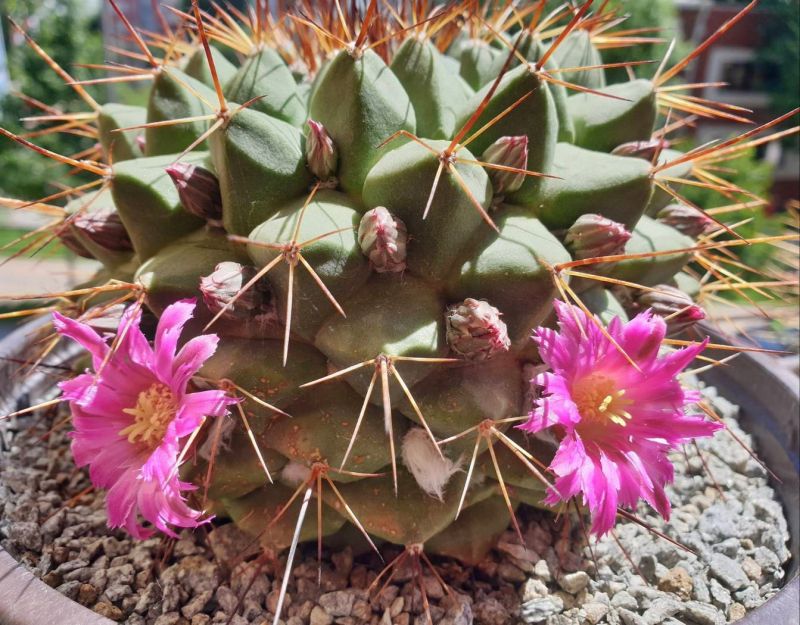 Foto de un cactus que se está identificando actualmente