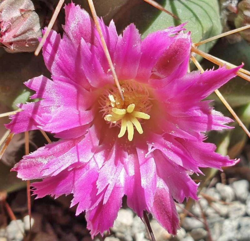 Foto de un cactus que se está identificando actualmente