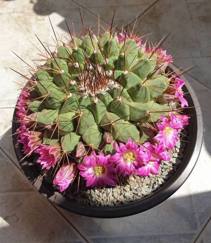 Foto de un cactus que se está identificando actualmente