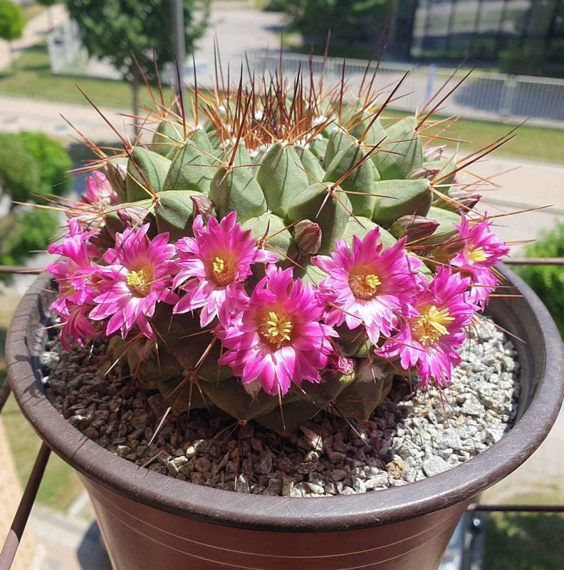 Foto de un cactus que se está identificando actualmente