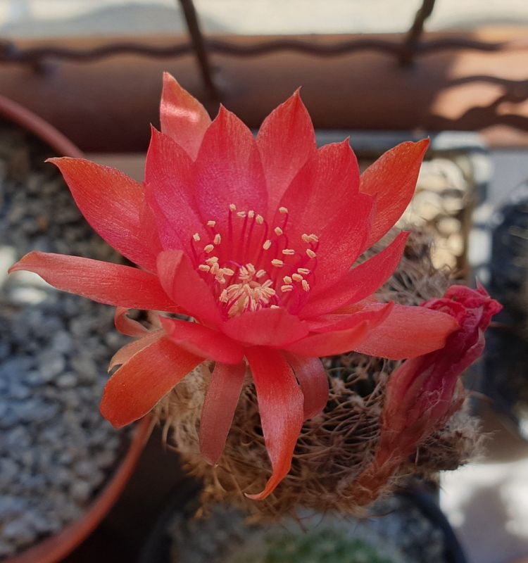 Una foto de Echinopsis schieliana