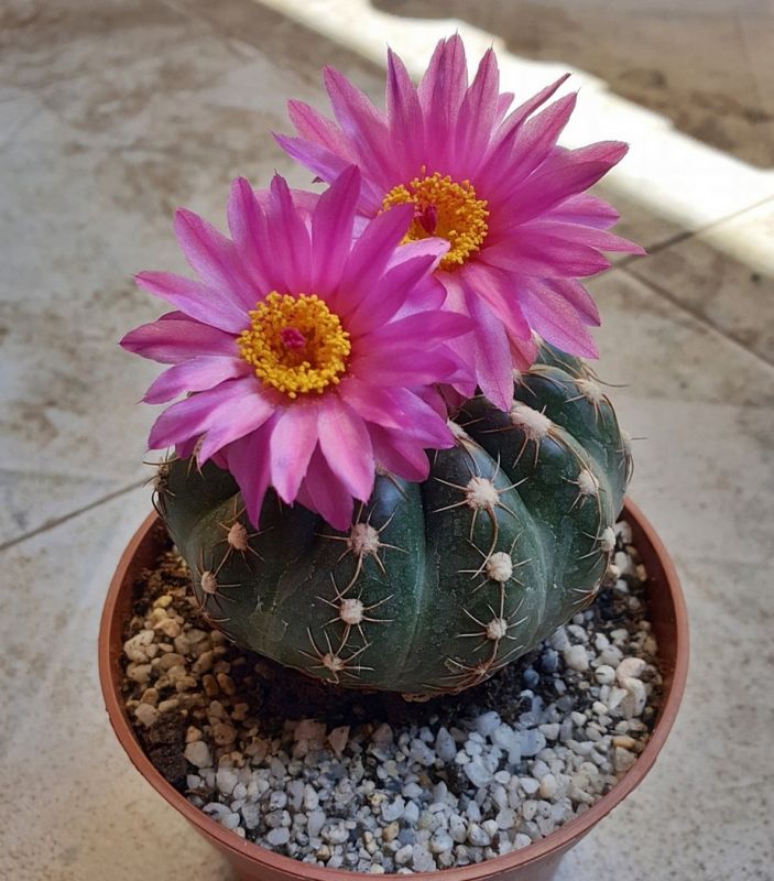 Foto de un cactus que se está identificando actualmente