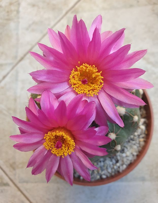Foto de un cactus que se está identificando actualmente