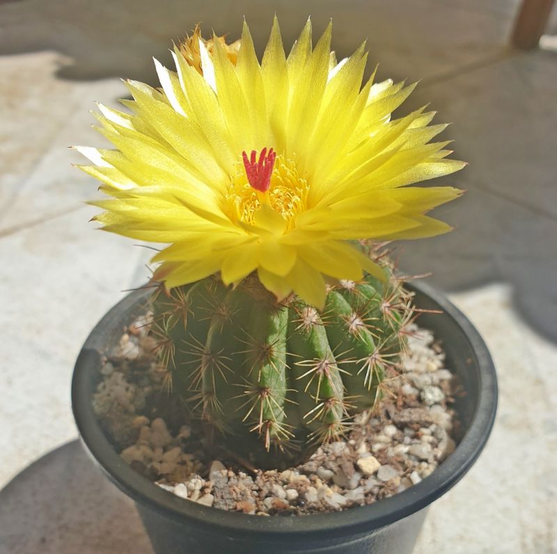 Foto de un cactus que se está identificando actualmente
