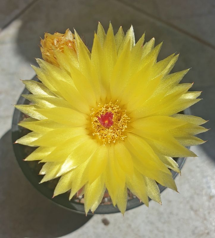 Foto de un cactus que se está identificando actualmente