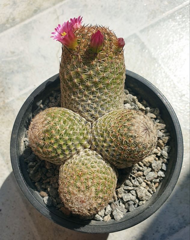 A photo of Mammillaria matudae