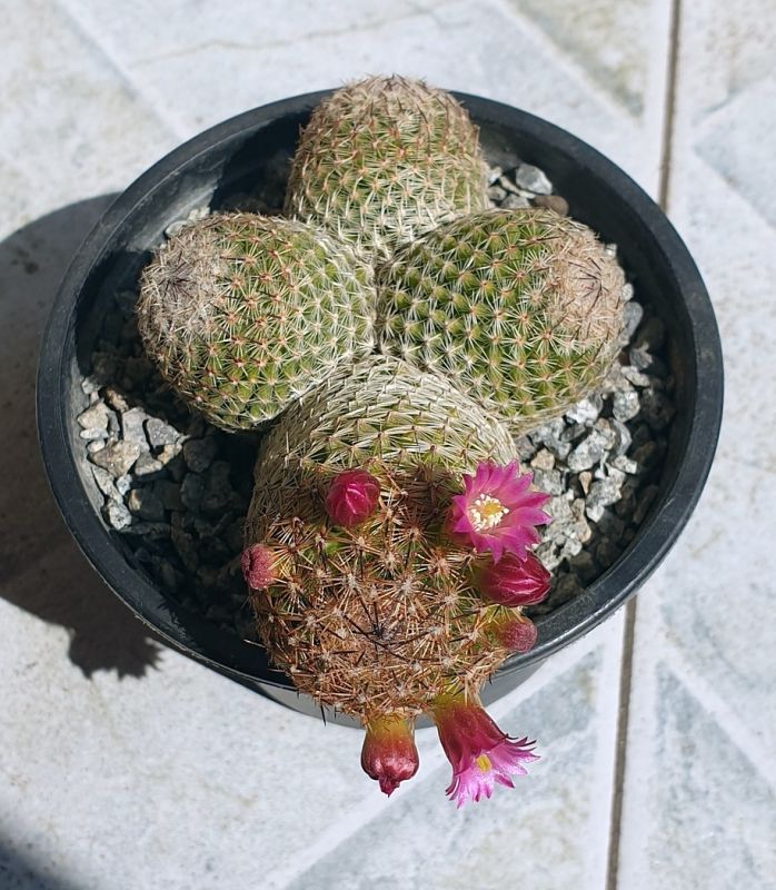 A photo of Mammillaria matudae