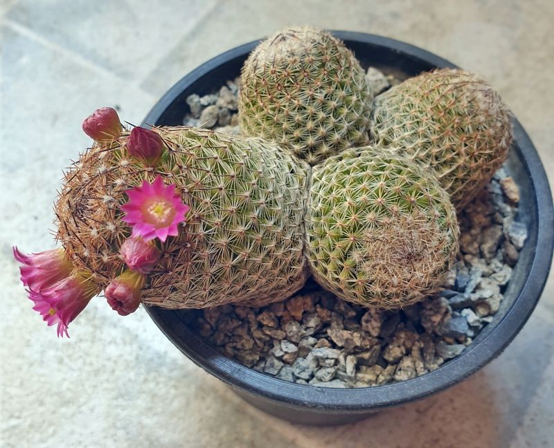 A photo of Mammillaria matudae