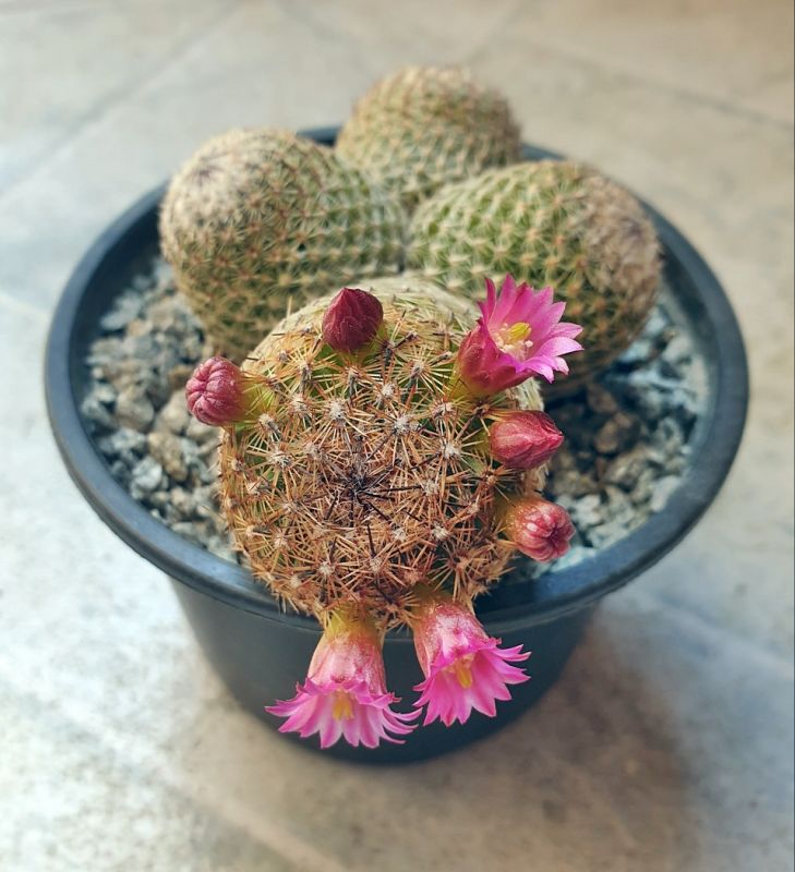 A photo of Mammillaria matudae
