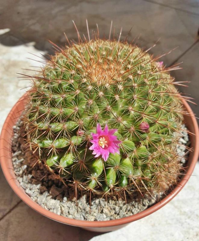 Una foto de Mammillaria cv. ginsa-maru