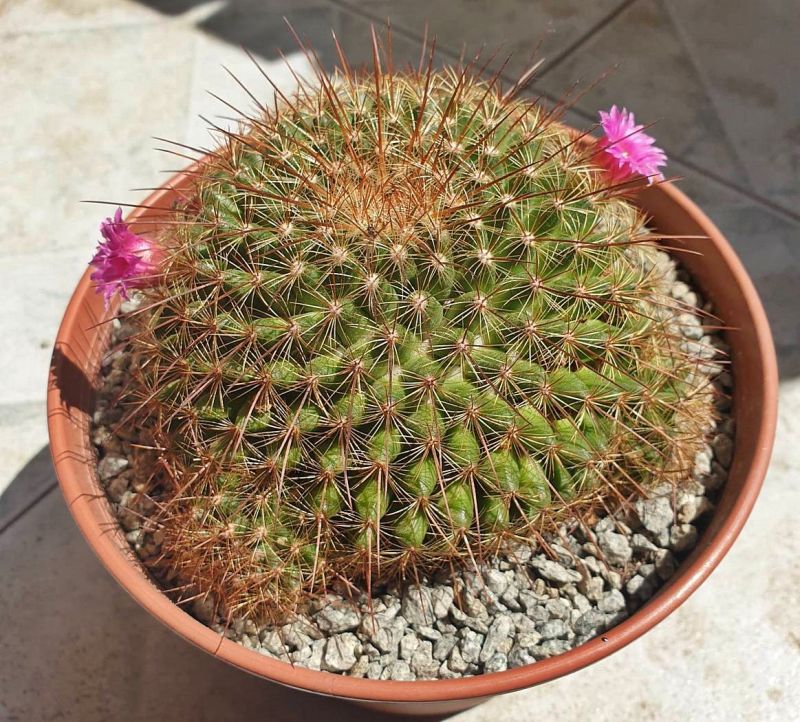 Una foto de Mammillaria cv. ginsa-maru