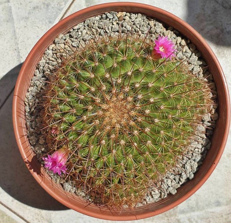 Una foto de Mammillaria cv. ginsa-maru