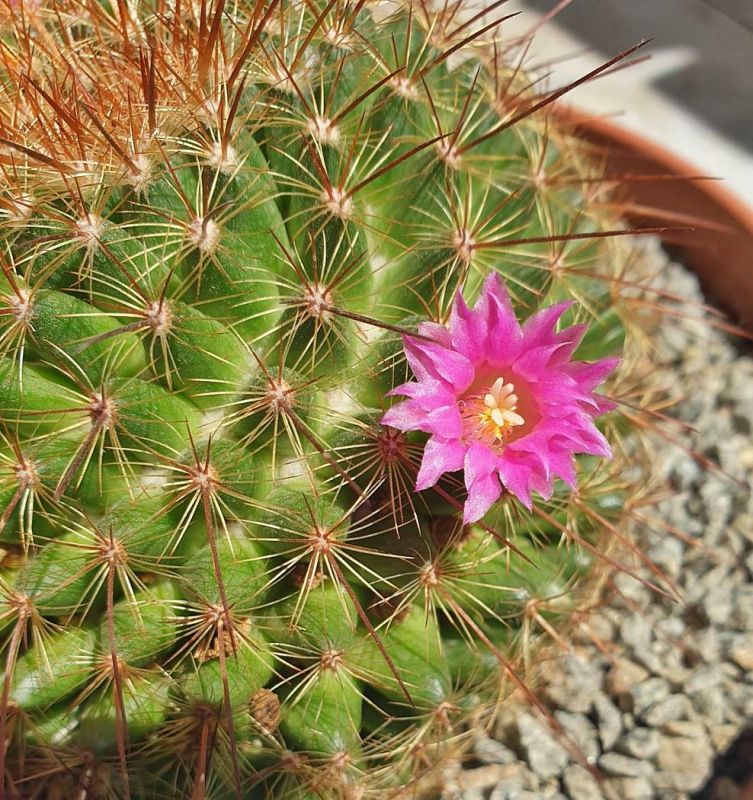 Una foto de Mammillaria cv. ginsa-maru