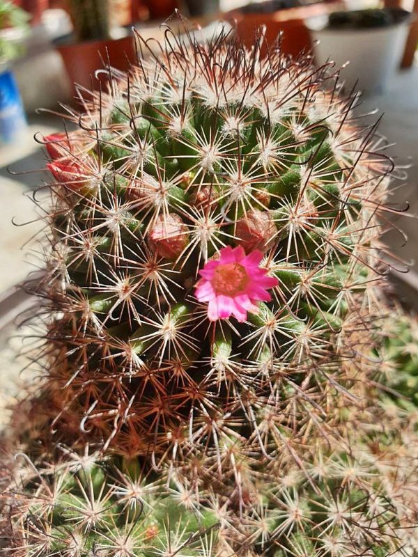 A photo of Mammillaria duoformis