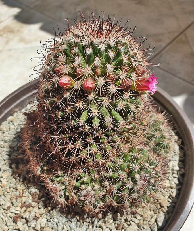 A photo of Mammillaria duoformis