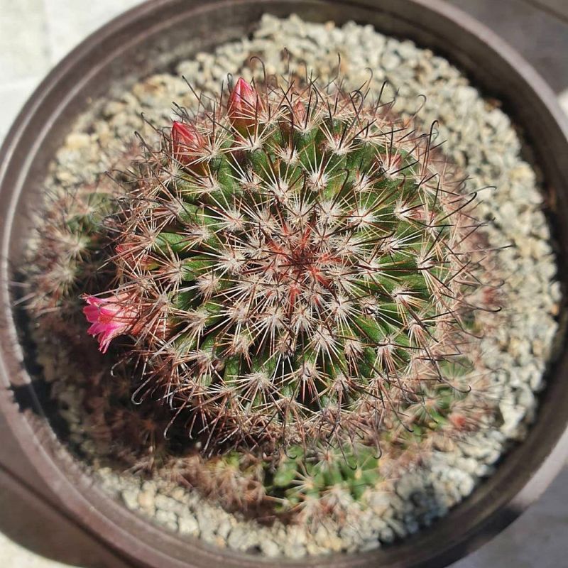 A photo of Mammillaria duoformis