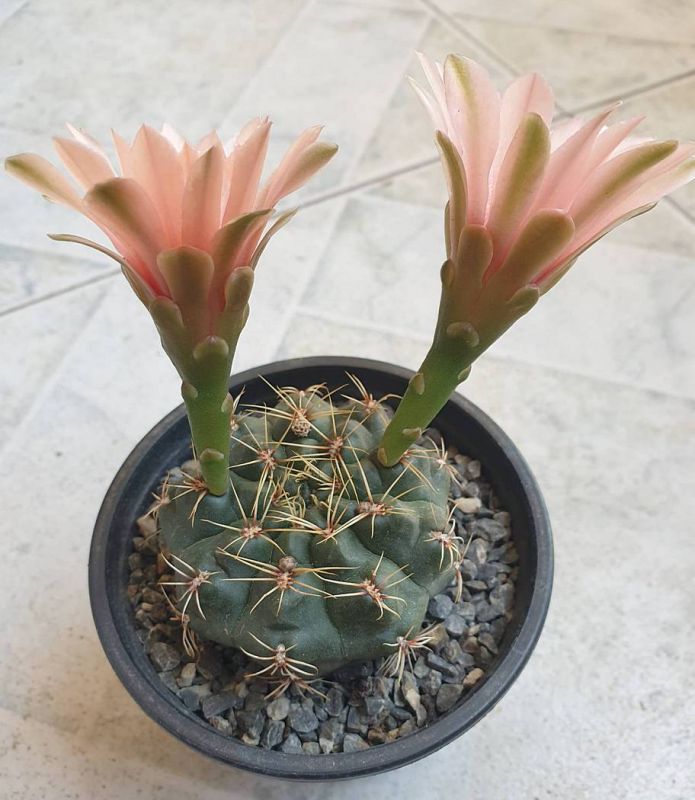 Photo of a cactus currently being identified