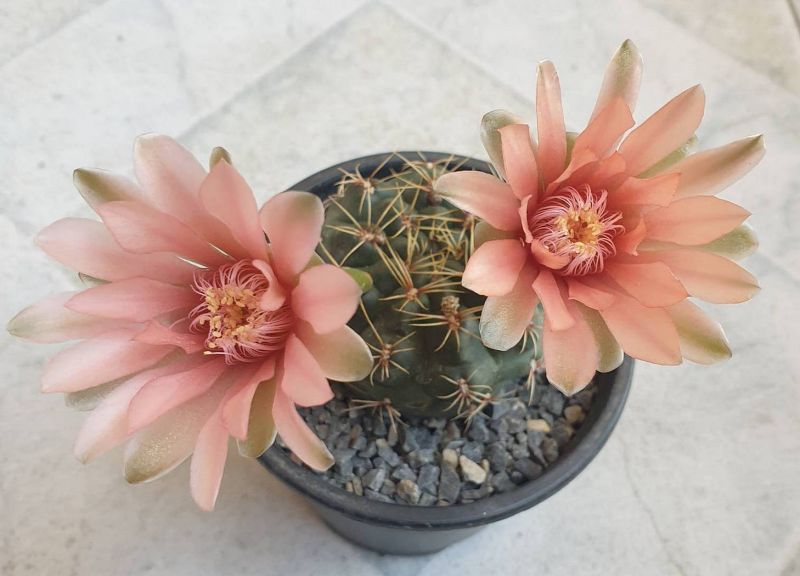 Photo of a cactus currently being identified