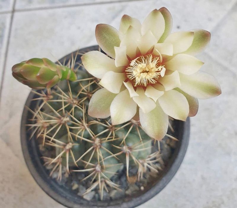 Foto de un cactus que se está identificando actualmente