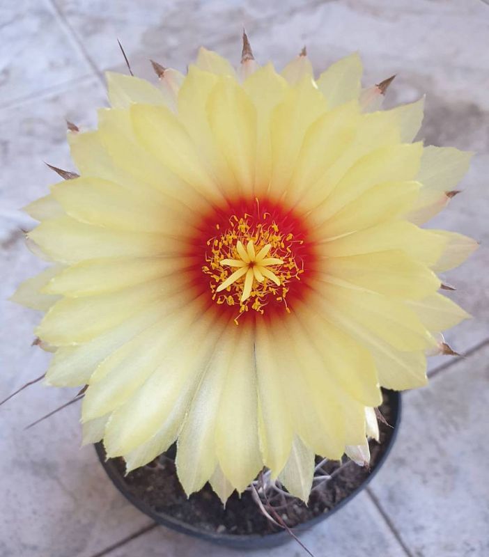 Una foto de Astrophytum capricorne