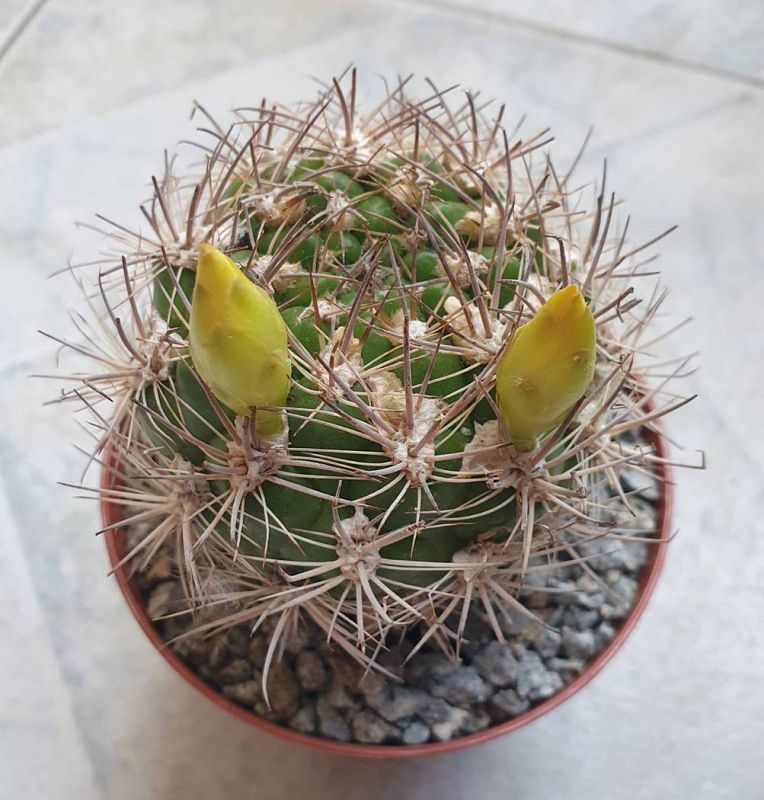 Una foto de Weingartia lanata